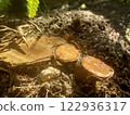 Cute stump 122936317
