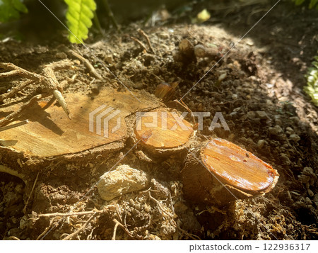 Cute stump 122936317