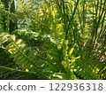 Beautiful plants, leaves, and nature with sunlight filtering through the trees 122936318