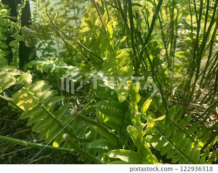 陽光透過樹木照射下來，美麗的植物、樹葉和大自然 122936318