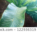 Focus on large leaves, plants, nature 122936319