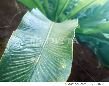 關注大葉子、植物、自然 關注大葉子、植物、自然 122936319