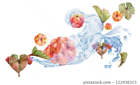 Cloudberry raspberry flying in water splash with green leaves and drops, hand drawn in watercolor, ripe summer forest berry. Isolated illustration, for restaurant, cafe menu, wedding, farmers market Cloudberry raspberry flying in water splash with green leaves and drops, hand drawn in watercolor, ripe summer forest berry. Isolated illustration, for restaurant, cafe menu, wedding, farmers market 122936323