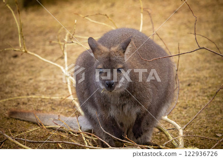 Red-necked wallabys lat. Macropus rufogriseus 122936726