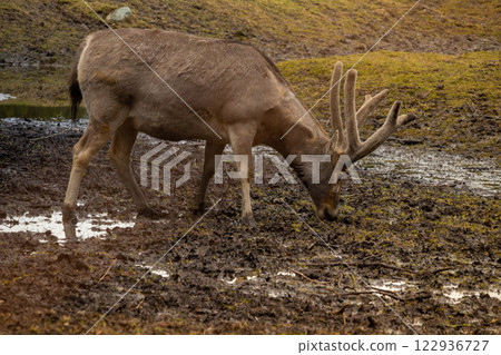 Male Pere David's Deer with impressive antlers 122936727