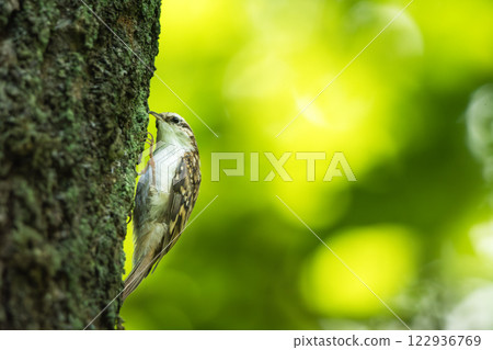 A treecreeper bird sitting on a tree trunk 122936769