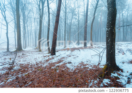Winter misty forest with snow and wet leaves 122936775