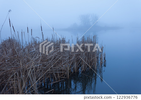 Dry reeds sticking out of the water of a calm lake and trees on the horizon in thick fog Dry reeds sticking out of the water of a calm lake and trees on the horizon in thick fog 122936776