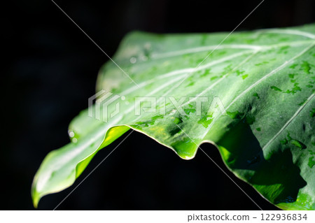 tropical leaves leaves background summer summer tropic leaf monstera トロピカル 122936834