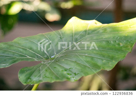 tropical leaves leaves background summer summer tropic leaf monstera トロピカル 122936836