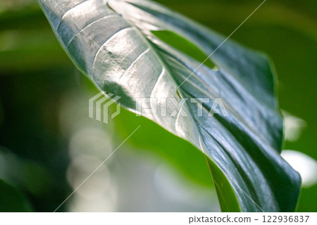 tropical leaves leaves background summer summer tropic leaf monstera トロピカル 122936837