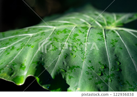 tropical leaves leaves background summer summer tropic leaf monstera トロピカル 122936838