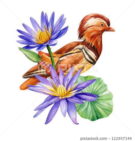 Duck with purple lotus flowers watercolor botanical illustration on isolated white background. Summer bird with flowers 122937144