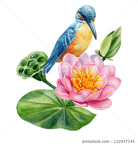 Bird and pink lotus watercolor isolated. Kingfisher, Water lily flower, bud, leaves hand-painted illustration wildlife Bird and pink lotus watercolor isolated. Kingfisher, Water lily flower, bud, leaves hand-painted illustration wildlife 122937145