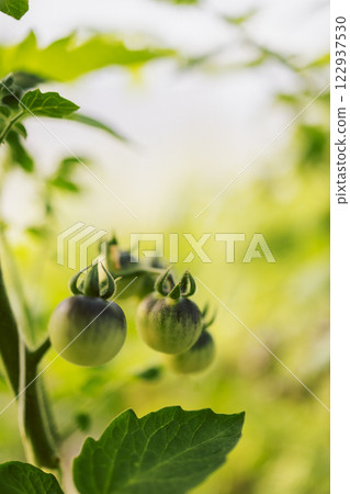 Different types of tomatoes. Harvest of tomato varieties Different types of tomatoes. Harvest of tomato varieties 122937530
