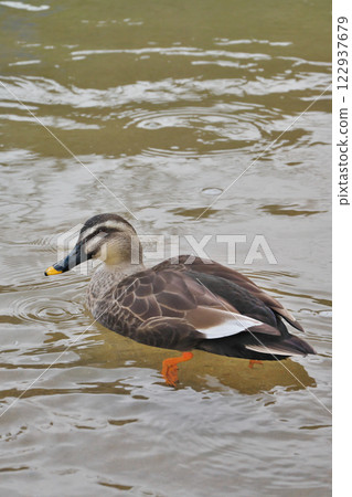 Ducks swimming in the river (Tamatsukuri Onsen: Matsue City) Ducks swimming in the river (Tamatsukuri Onsen: Matsue City) 122937679
