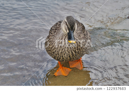 Ducks walking in the shallows of a river (Tamazukuri Onsen: Matsue City) Ducks walking in the shallows of a river (Tamazukuri Onsen: Matsue City) 122937683