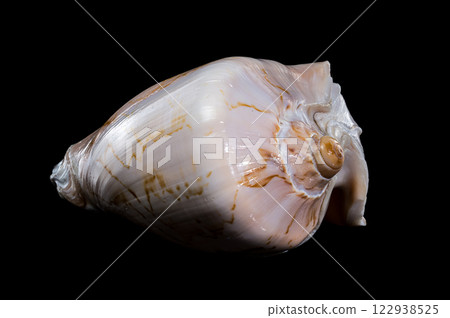 Cymbiola Nobilis Shell on black background 122938525