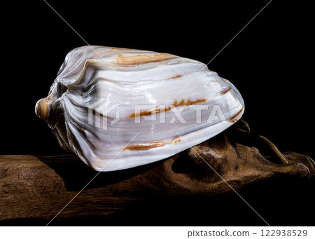 Cymbiola Nobilis Shell on Driftwood black background Cymbiola Nobilis Shell on Driftwood black background 122938529