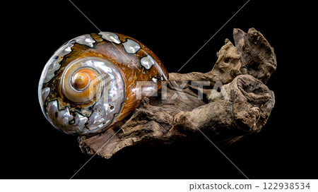 Turbo Sarmaticus Shell on Driftwood Turbo Sarmaticus Shell on Driftwood 122938534