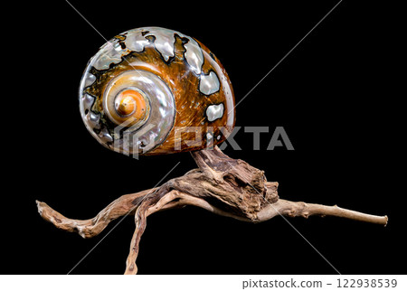 Turbo Sarmaticus Shell on Driftwood Turbo Sarmaticus Shell on Driftwood 122938539