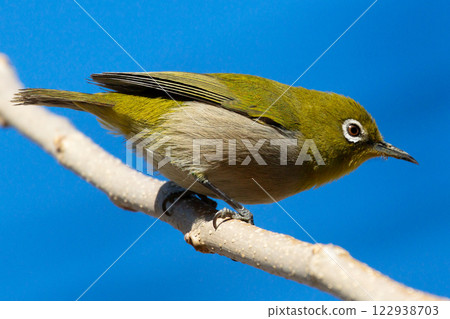 冬天天空中的繡眼鳥 冬天天空中的繡眼鳥 122938703