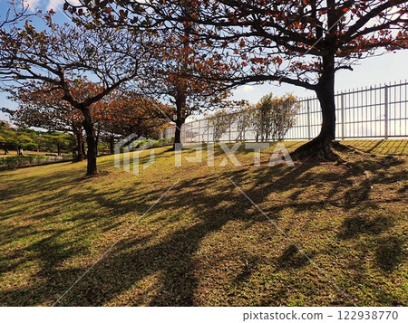 The autumn leaves of the momotamana trees on the outer slope of the athletics stadium at the Okinawa Prefectural General Athletic Park are beautiful. The autumn leaves of the momotamana trees on the outer slope of the athletics stadium at the Okinawa Prefectural General Athletic Park are beautiful. 122938770