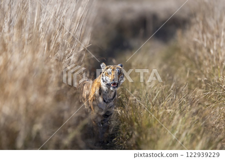 curious wild male bengal tiger or panthera tigris cub out from grassland with eye contact watching safari vehicles in winter evening safari at dhikala zone jim corbett national park uttarakhand india 122939229
