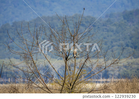 Grey headed Fish Eagle or Ichthyophaga ichthyaetus and collared falconet Microhierax caerulescens two raptor bird of prey perched on same tree in safari at dhikala zone jim corbett national park india Grey headed Fish Eagle or Ichthyophaga ichthyaetus and collared falconet Microhierax caerulescens two raptor bird of prey perched on same tree in safari at dhikala zone jim corbett national park india 122939230