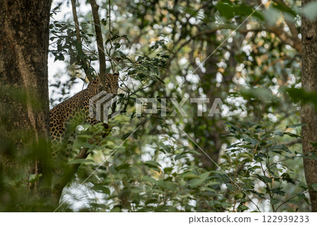 wild male leopard or panther or panthera pardus with eye contact resting on natural green tree branch in winter season safari at dhikala zone jim corbett national park forest uttarakhand india 122939233
