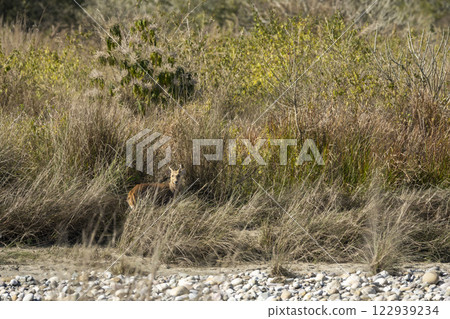 Indian hog deer or Axis porcinus with eye contact in near dry river bed and in natural grass background at dhikala zone of jim corbett national park forest tiger reserve uttar pradesh india asia Indian hog deer or Axis porcinus with eye contact in near dry river bed and in natural grass background at dhikala zone of jim corbett national park forest tiger reserve uttar pradesh india asia 122939234