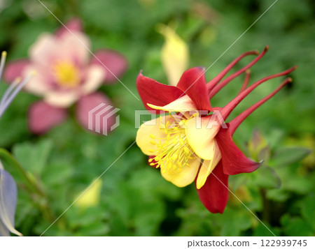 Columbine seedlings 122939745