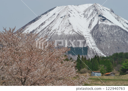 大山的櫻花與殘雪（鳥取縣西伯郡伯耆町） 122940763