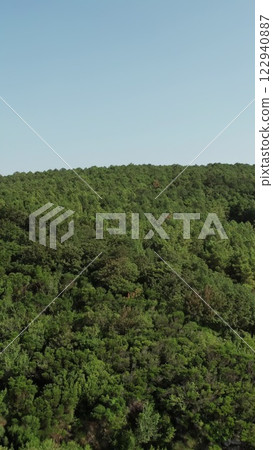 Forest Forest 122940887