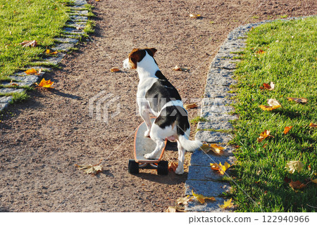 Confident pup balances on skateboard in autumn light, skateboard promoting playful exercise for dog. Skateboard uniting canine curiosity and training Confident pup balances on skateboard in autumn light, skateboard promoting playful exercise for dog. Skateboard uniting canine curiosity and training 122940966