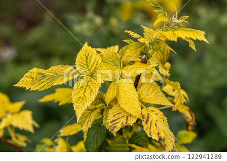 Raspberry plant with yellow leaves, green veins. Nutrient deficiency. Probably lack of iron. Raspberry plant with yellow leaves, green veins. Nutrient deficiency. Probably lack of iron. 122941289