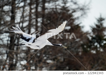 美麗的丹頂鶴在飛翔 122941343