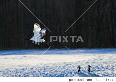 Beautiful red-crowned cranes in flight 122941345