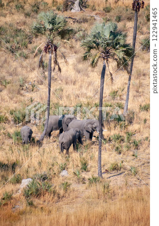 Aerial shot of an Elephant rubbing its head against a palm tree Aerial shot of an Elephant rubbing its head against a palm tree 122941465