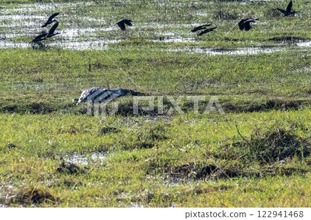 Crocodile resting on the banks of the Chobe river Crocodile resting on the banks of the Chobe river 122941468