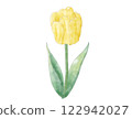 Yellow tulip watercolor 122942027