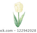 Cream tulips watercolor 122942028