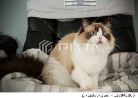 funny fluffy cat in a playful state, breed Ragdoll 122942060