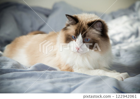 Portrait of a cute domestic cat, Ragdoll breed 122942061
