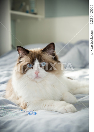 Portrait of a cute domestic cat, Ragdoll breed 122942065