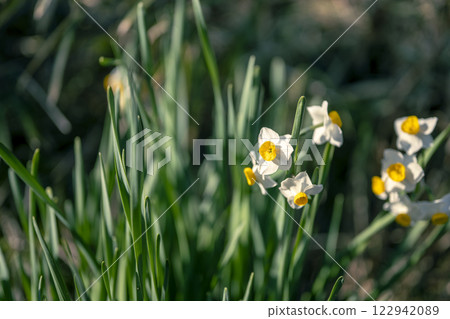 Daffodils, flowers, spring [Hiratsuka City, Kanagawa Prefecture] 122942089
