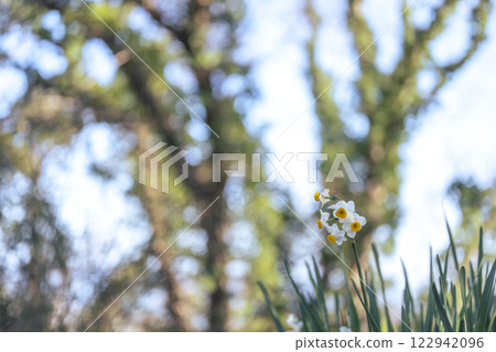 水仙花，花，春天[神奈川縣平塚市] 122942096