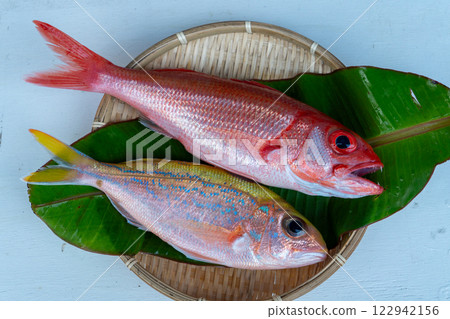 Fresh fish, akamutsu, cherry snapper, Ogasawara Island fish 122942156
