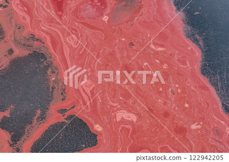 珊瑚卵被沖上小笠原港 122942205