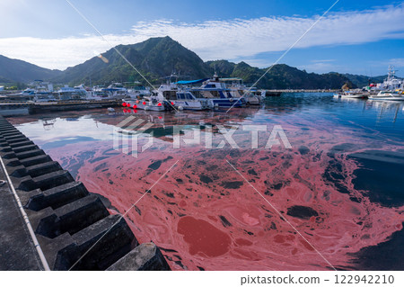 珊瑚卵被沖上小笠原港 122942210